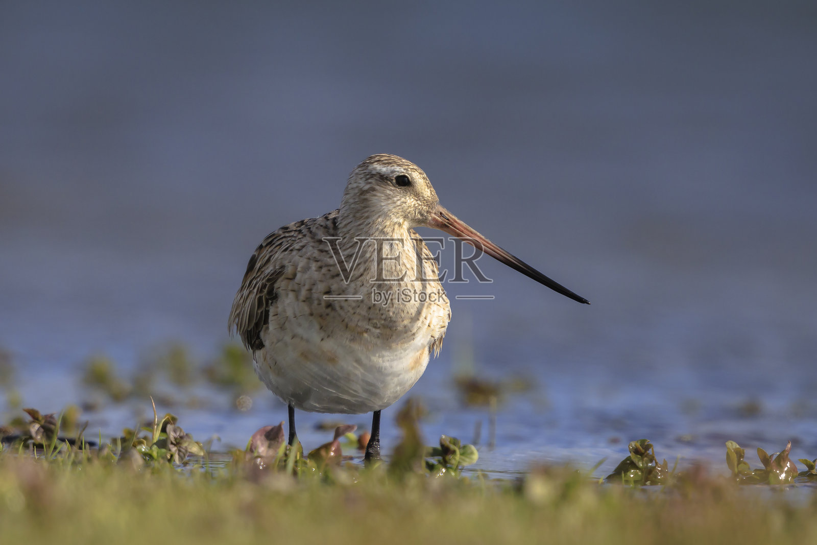 斑尾鹬(Limosa lapponica)在绿色草地上觅食照片摄影图片