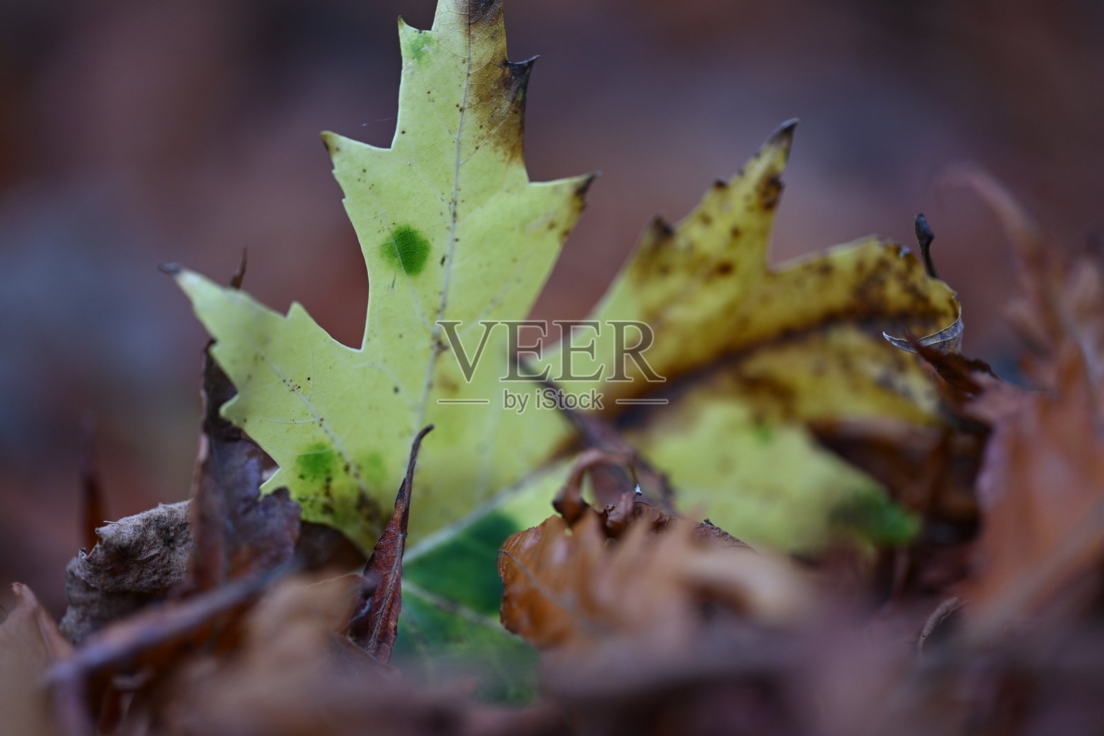 秋天的落叶照片摄影图片