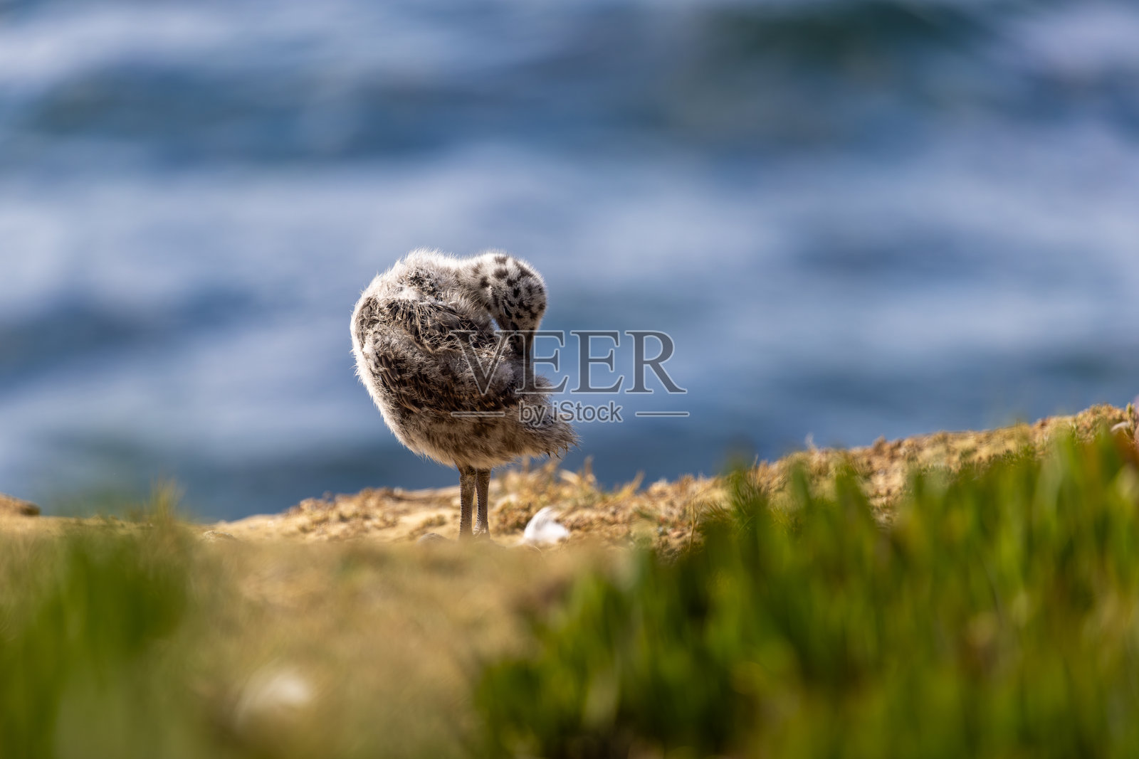 海鸥的雏鸟照片摄影图片