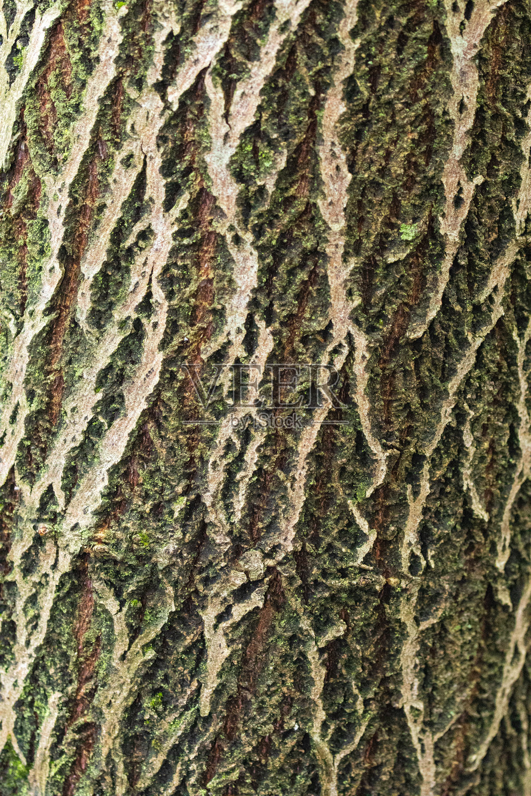 苔藓与木材的有机迷宫照片摄影图片