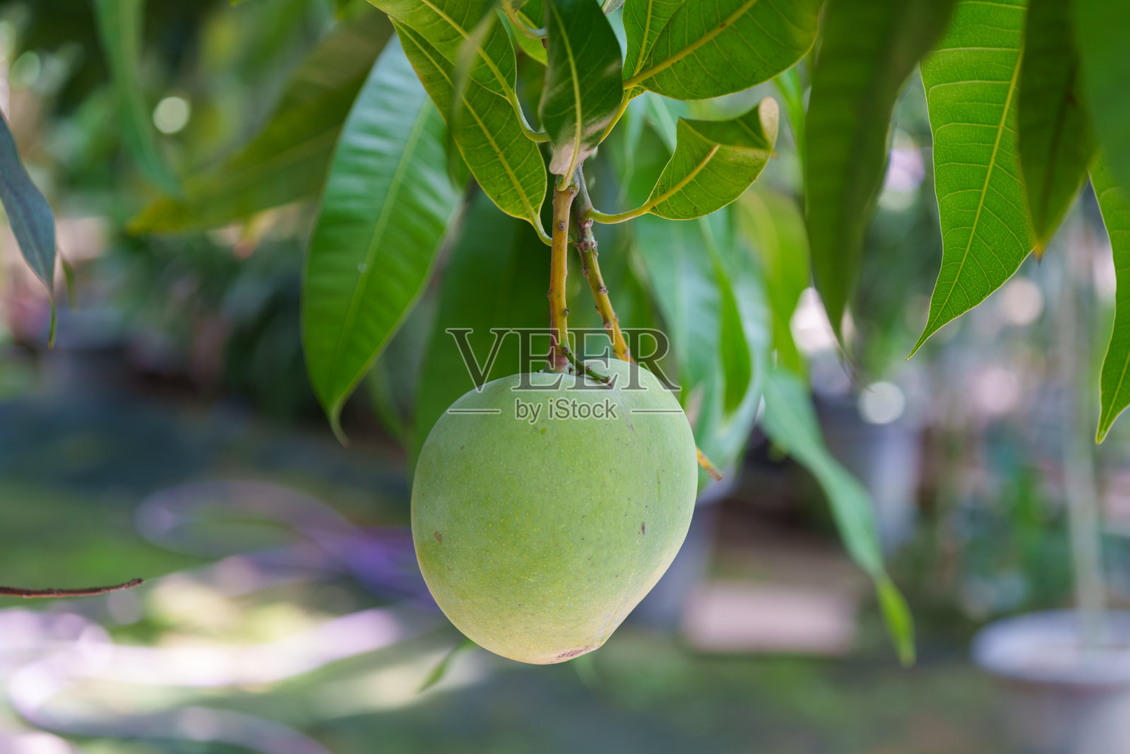 绿色生长中的芒果树果实特写照片照片摄影图片