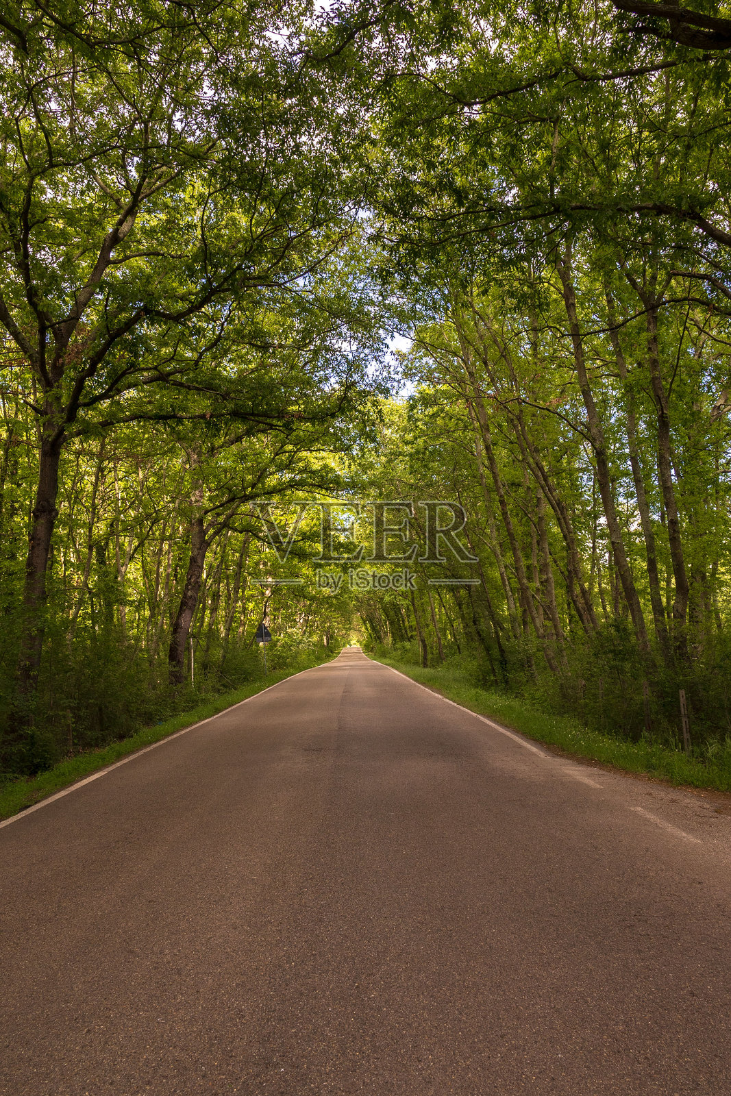 林中的小径照片摄影图片