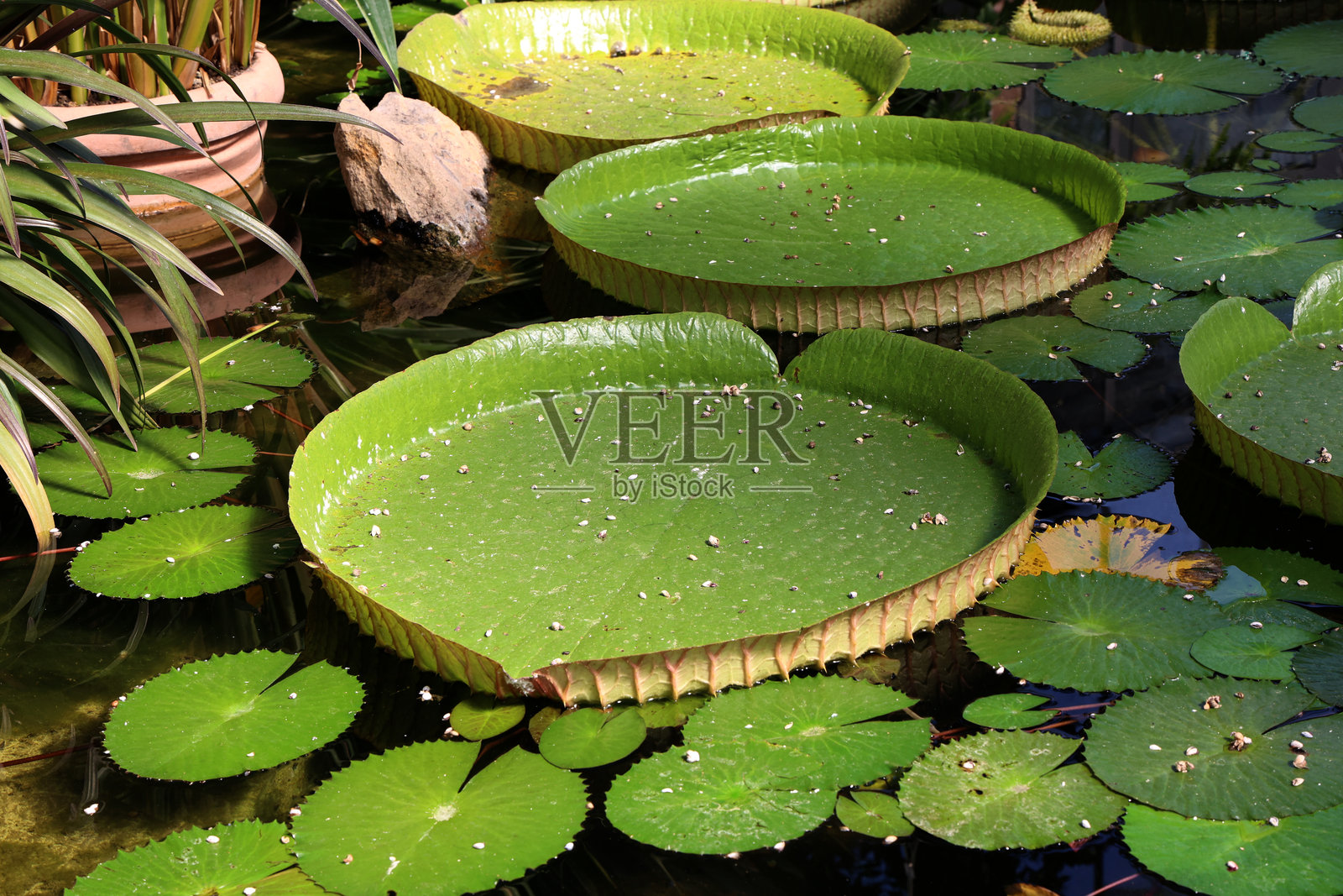 巨型亚马逊睡莲叶子照片摄影图片