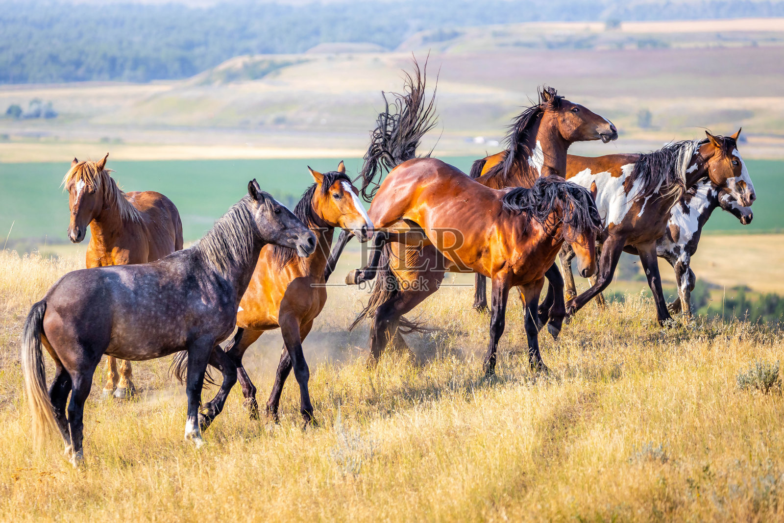 蒙大拿平原上的野生美洲马群照片摄影图片