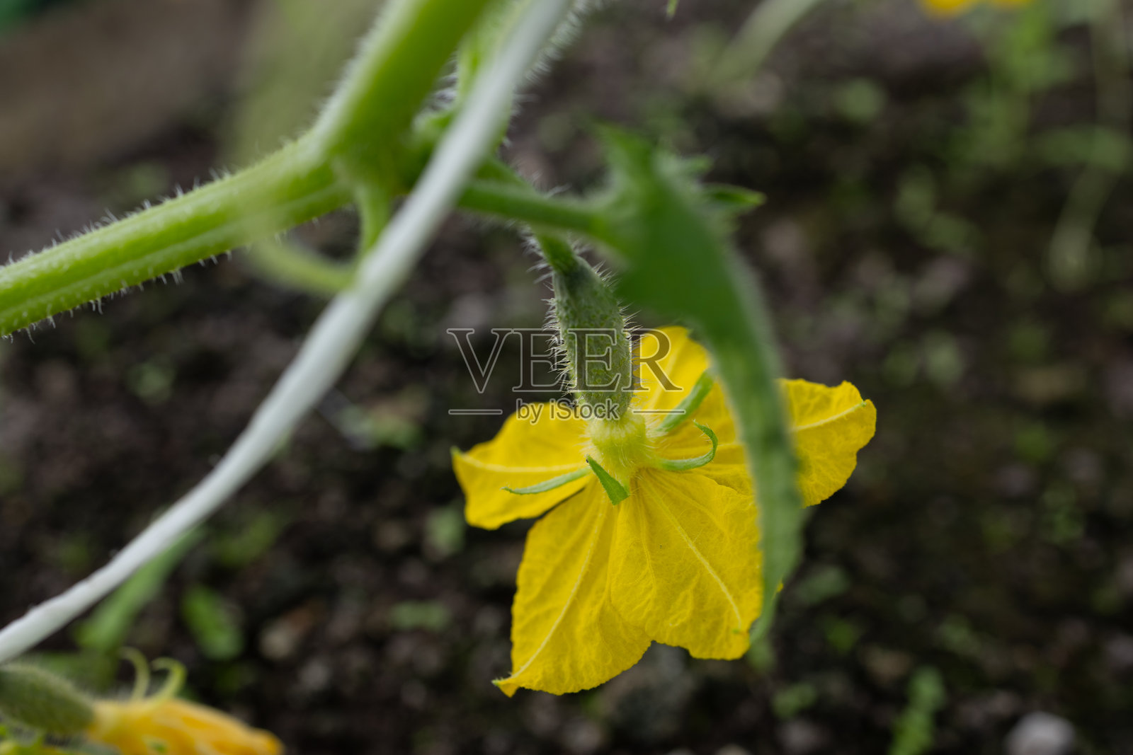 盛开的黄瓜植物特写,鲜艳的黄色花朵和绿色茎秆。正在生长的作物。照片摄影图片