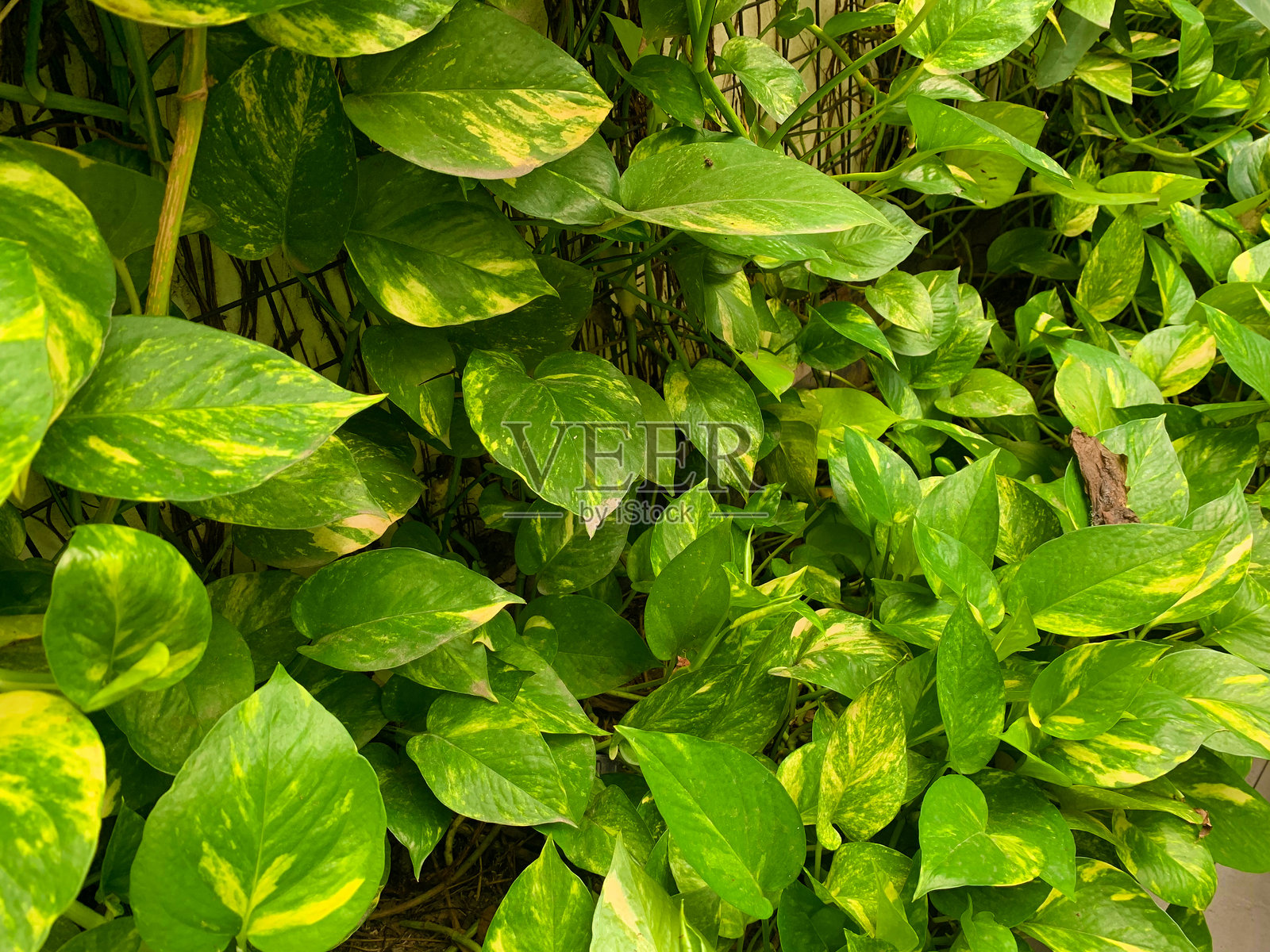 绿色叶子自然背景全画幅照片摄影图片