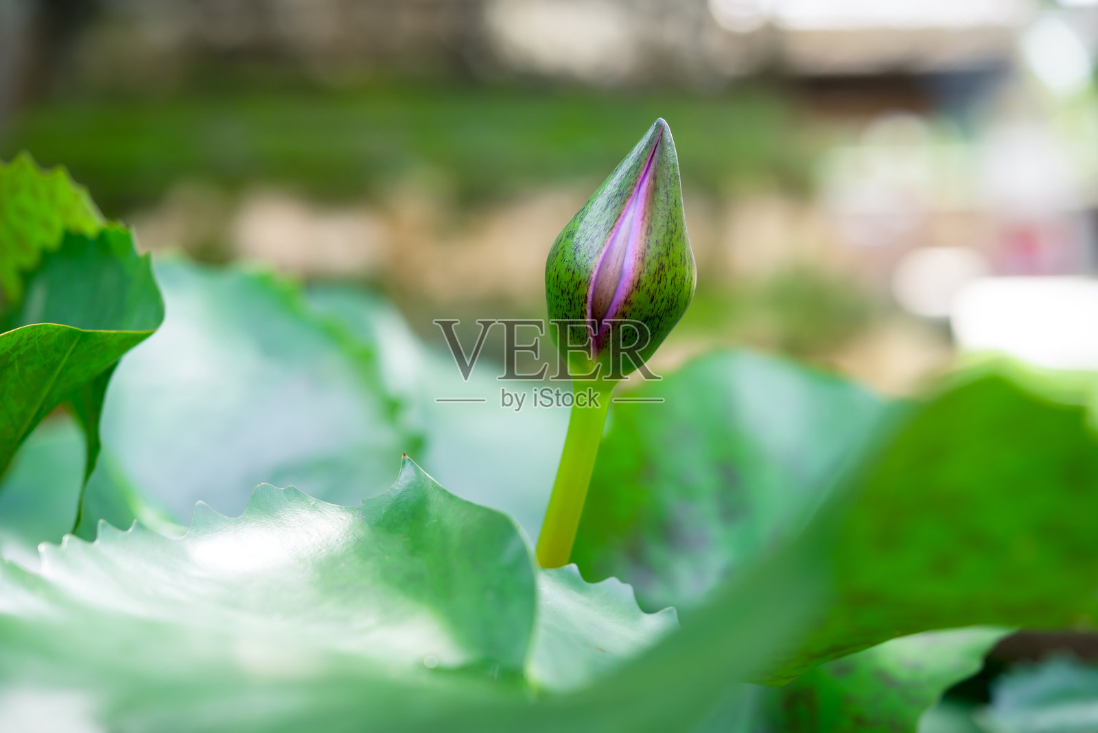 莲花(热带睡莲)照片摄影图片