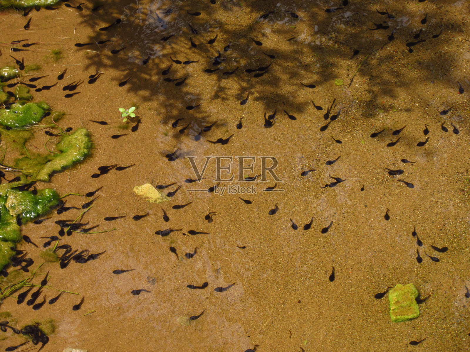 许多蝌蚪聚集在池塘里照片摄影图片