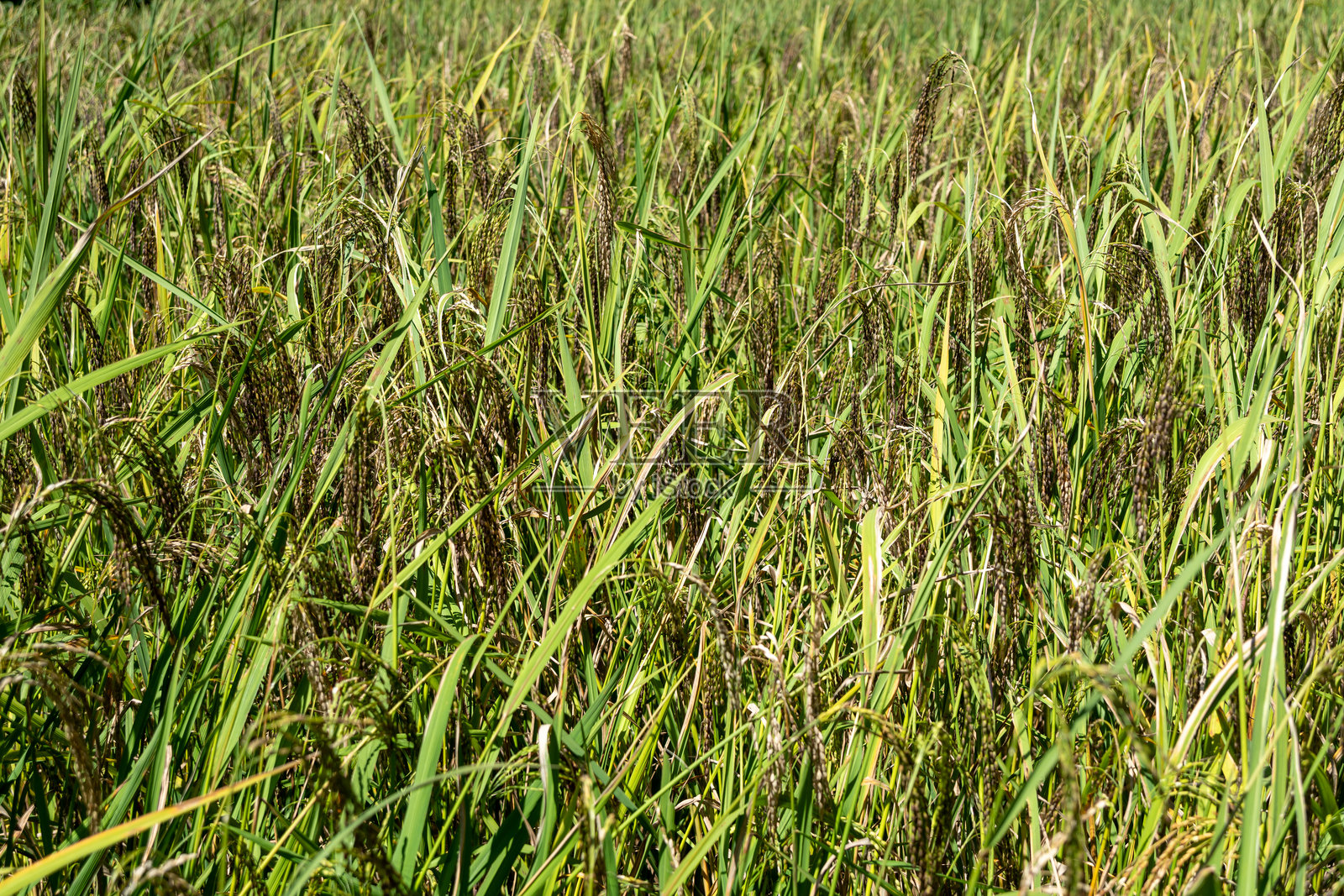 印度尼西亚苏拉威西托拉贾的稻田特写照片摄影图片