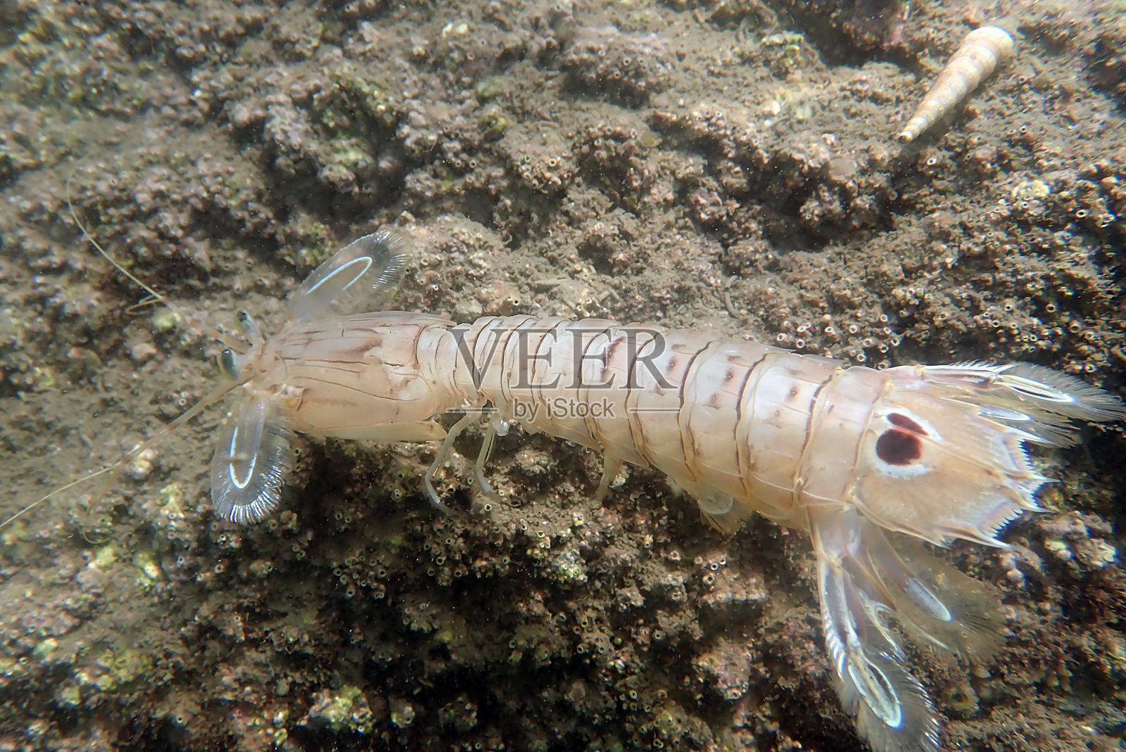 地中海水下摄影中的螳螂虾照片摄影图片