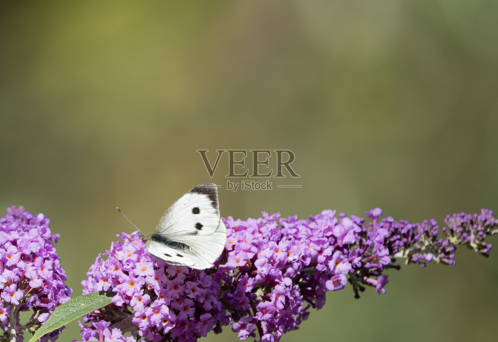 白色大蝶,学名Pieris brassicae,正在吸食绣球花的花蜜照片摄影图片
