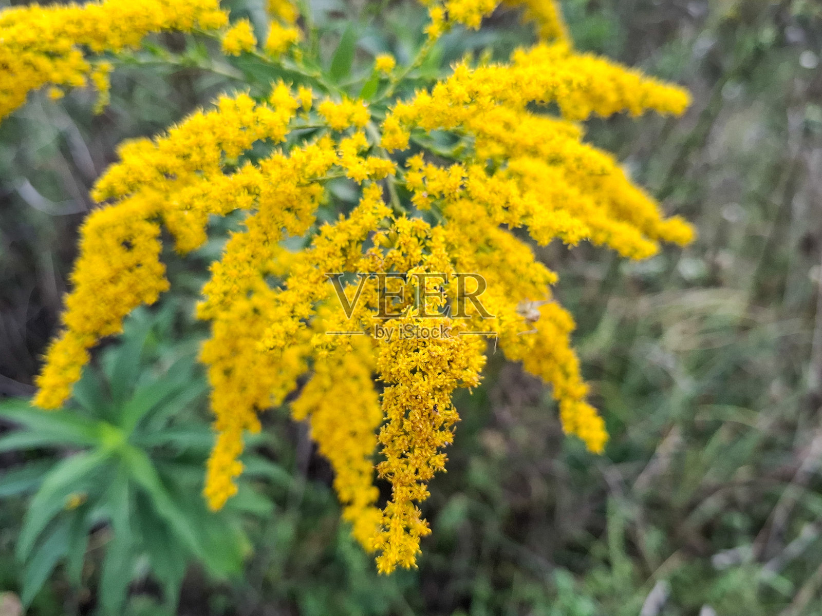 罗马尼亚的金菊植物。固花金菊照片摄影图片