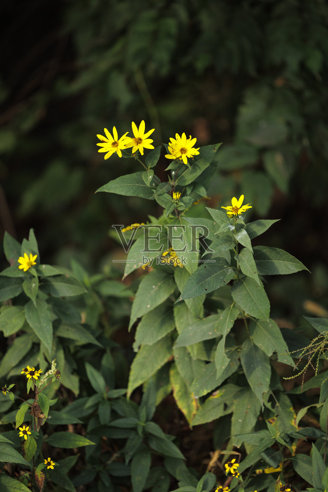 绿色林间叶丛中的明亮黄色野花照片摄影图片