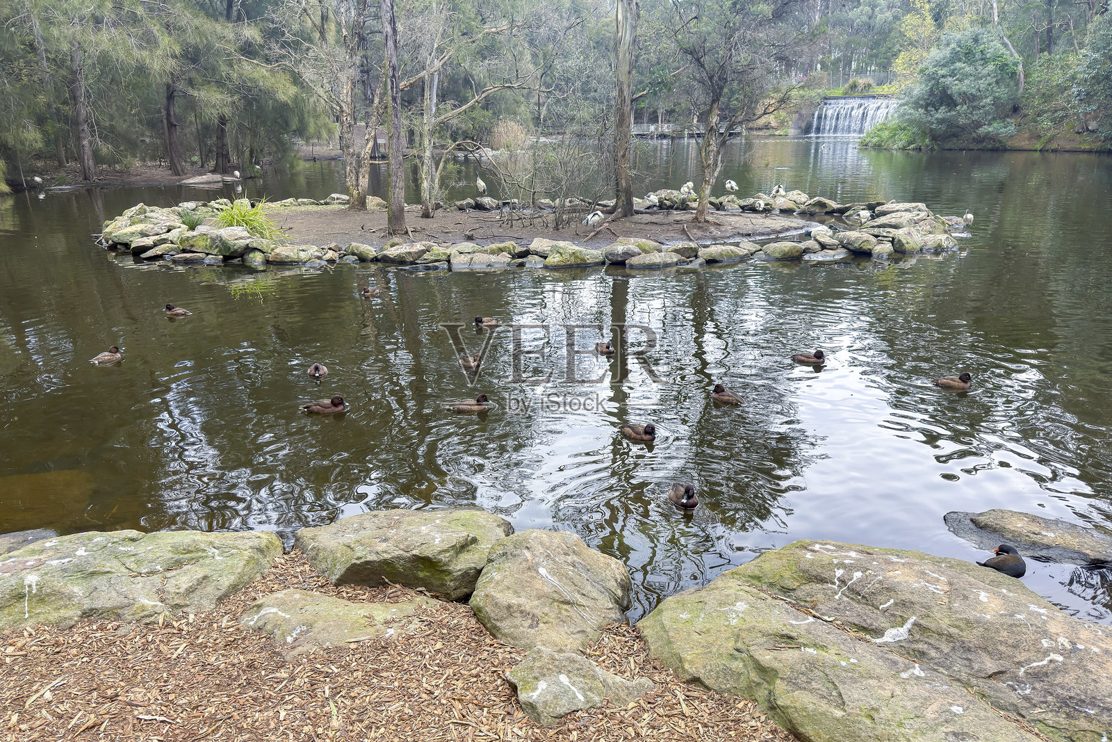 中央花园自然保护区的鹮鸟和鸭子照片摄影图片