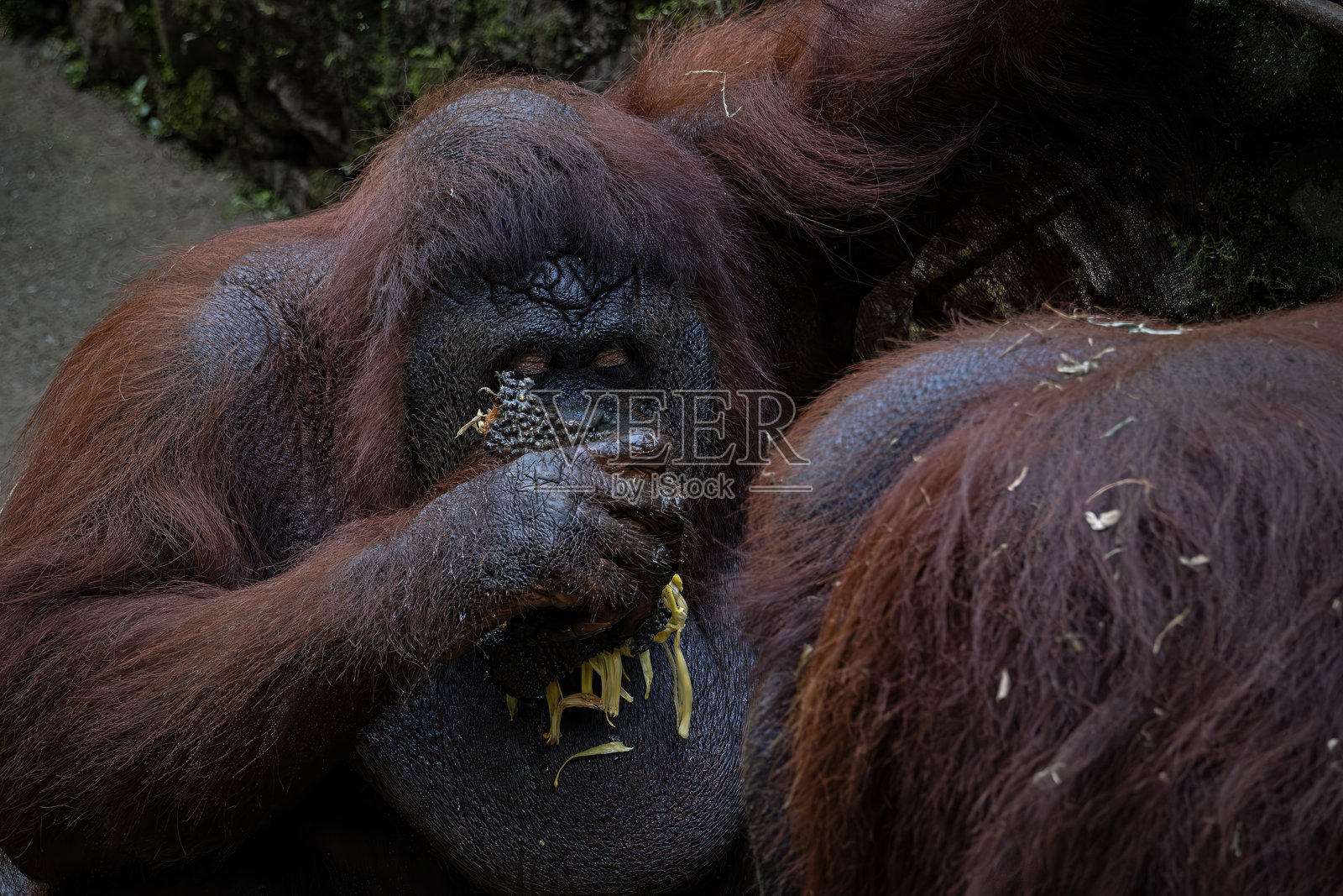 婆罗洲猩猩在自然中的肖像照片摄影图片