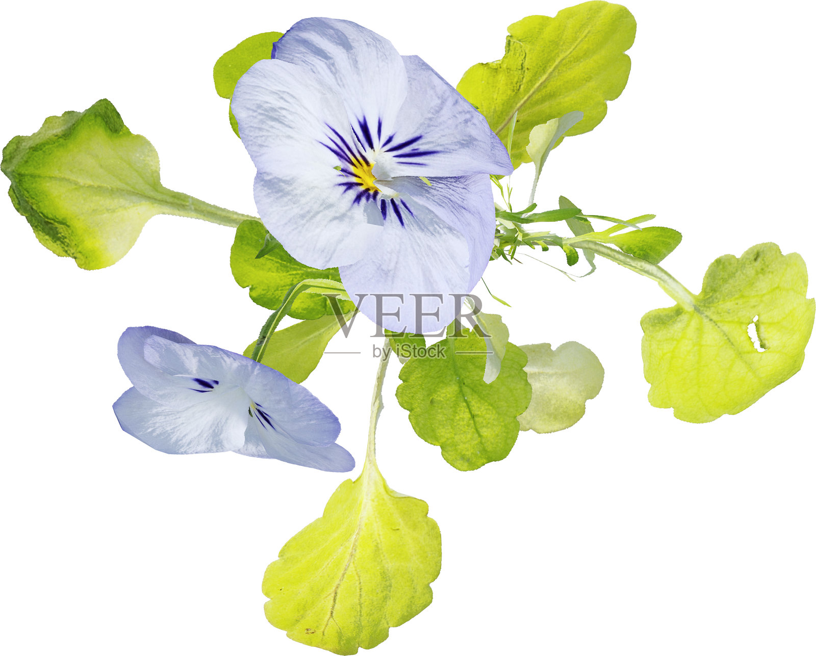 野花的俯视图 - 紫罗兰照片摄影图片