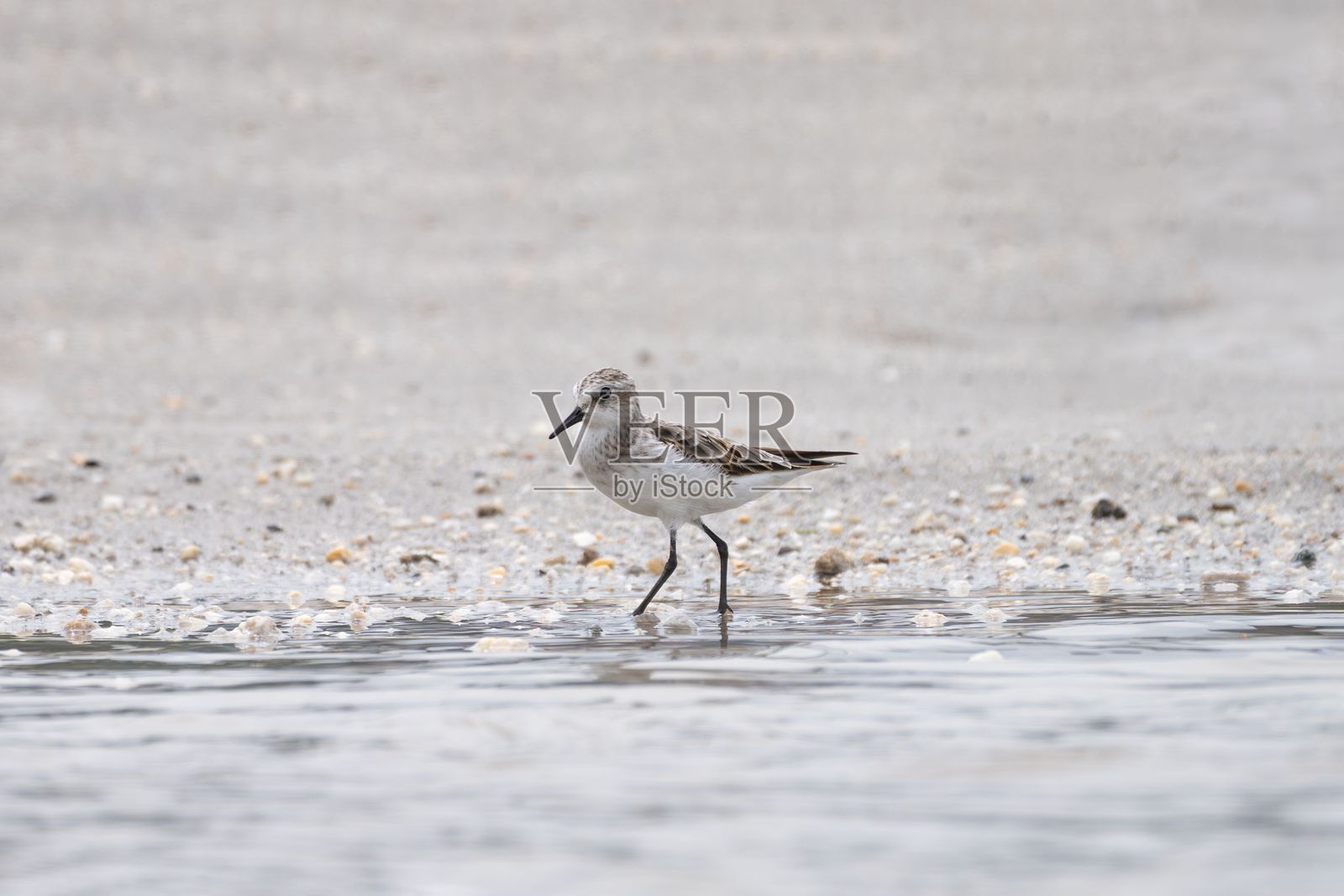 沙滩上的鹬鸟照片摄影图片