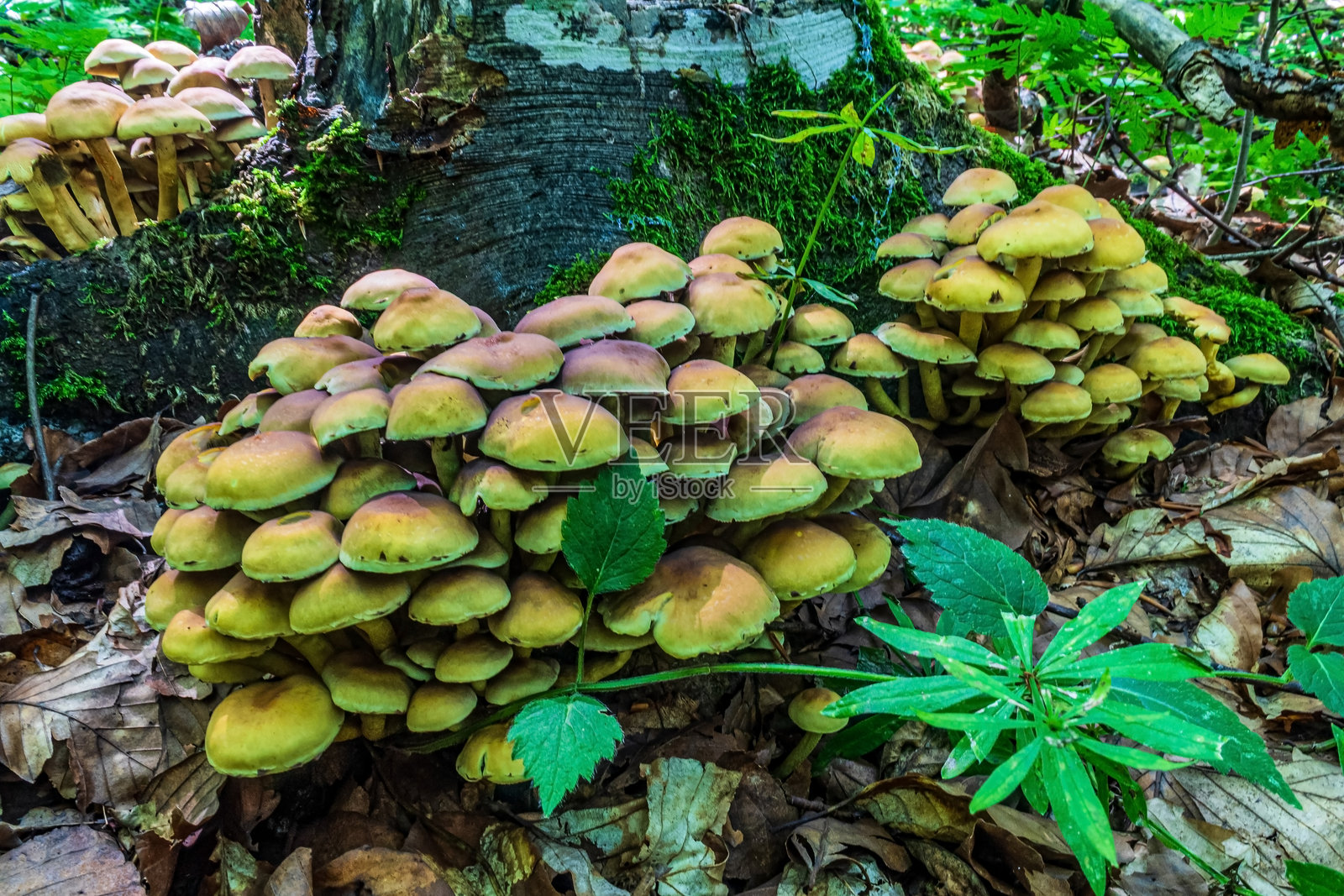 宏观摄影,动物,自然,欧洲,东欧,罗马尼亚照片摄影图片