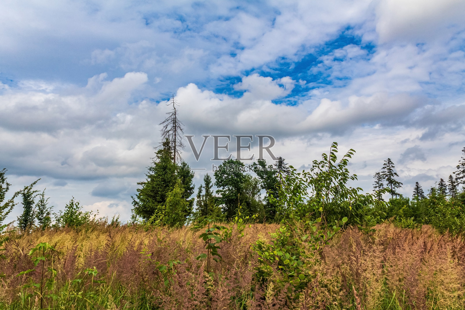 森林,喀尔巴阡山脉,自然照片 - 欧洲,东欧,罗马尼亚照片摄影图片