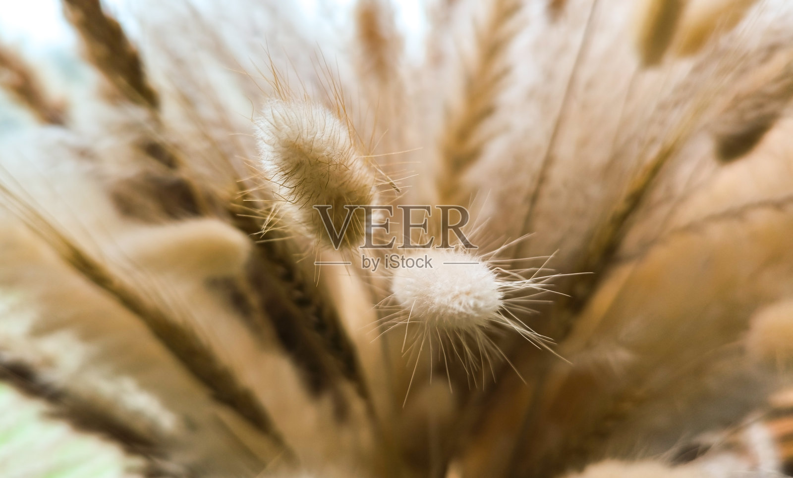 温和光线下的花瓶中的家居装饰元素,呈现耳朵和蓬松流苏的形状。照片摄影图片