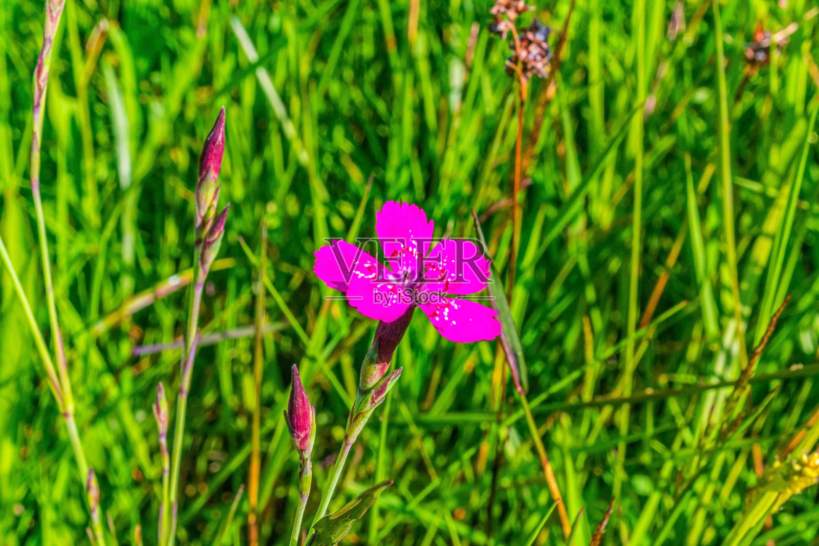 宏观摄影,动物,自然,欧洲,东欧,罗马尼亚照片摄影图片