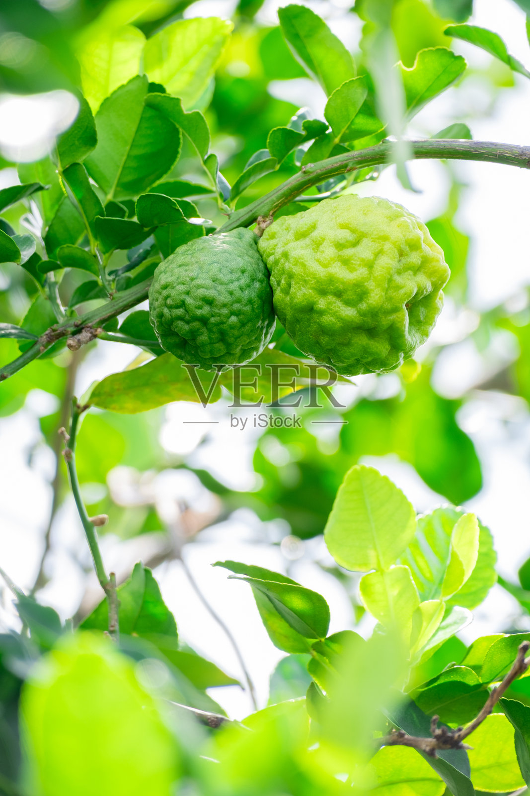 新鲜的佛手柑果实挂在树枝上。佛手柑树园和健康食品概念,佛手柑的群体,佛手柑药用植物。照片摄影图片