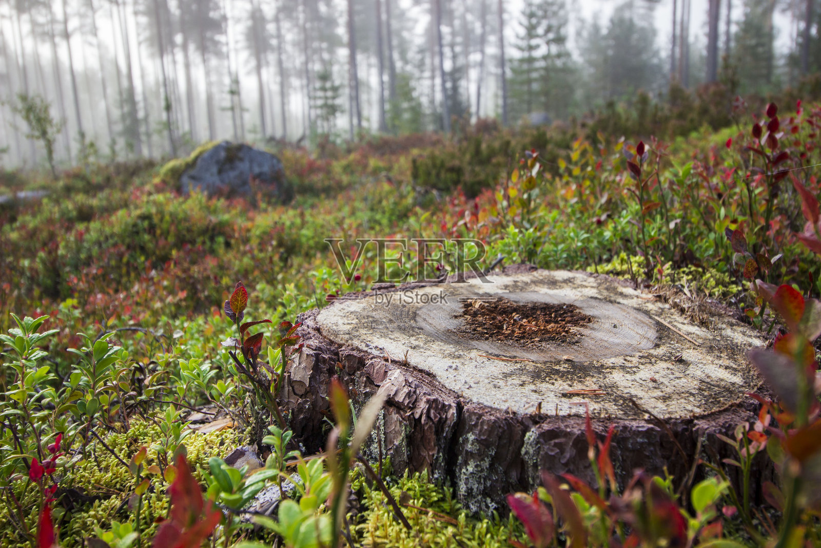 插入物体的空白背景。自然背景。物体的空桌子。雾蒙蒙的早晨森林。照片摄影图片