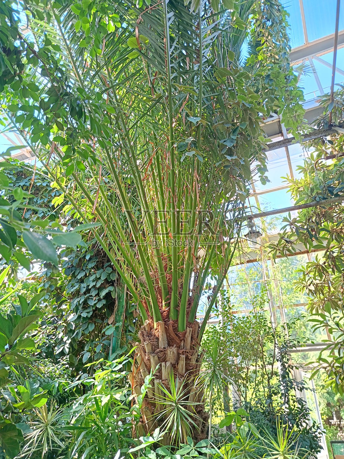 温室中的各种热带植物照片摄影图片