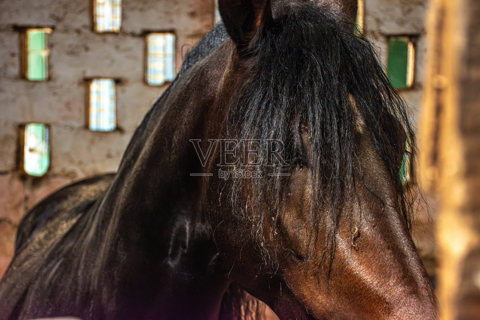 马照片摄影图片