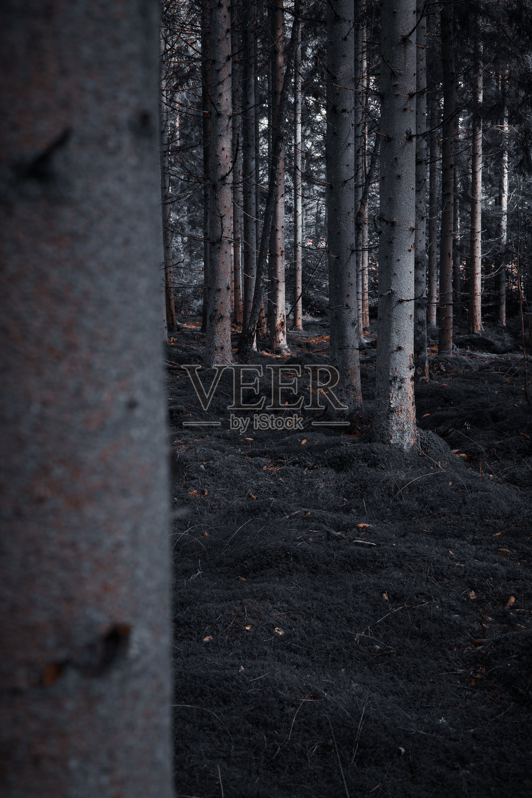 阴郁森林中的苔藓和云杉照片摄影图片