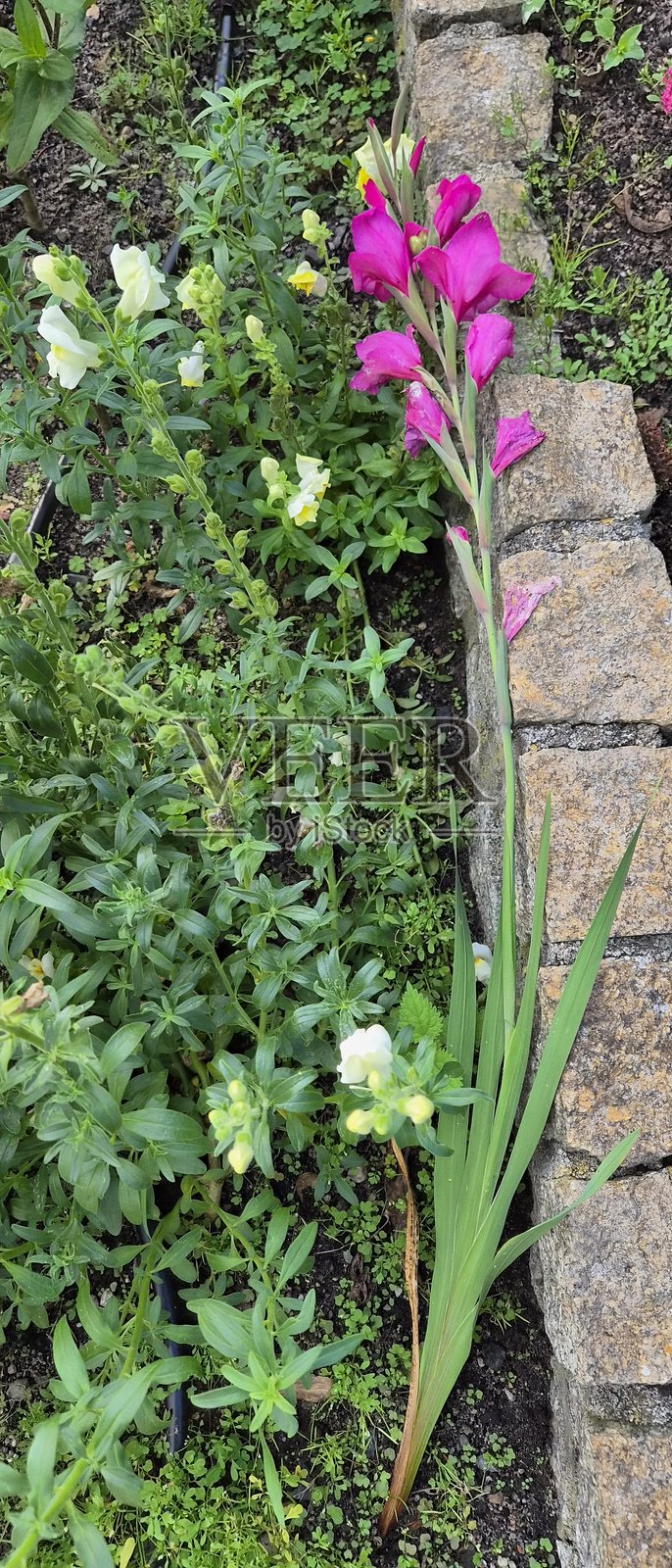 粉色花朵。照片摄影图片