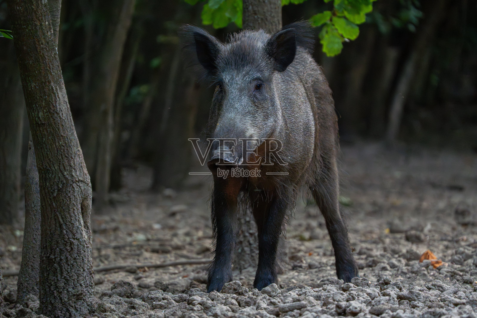保护幼崽的母野猪在巡逻照片摄影图片