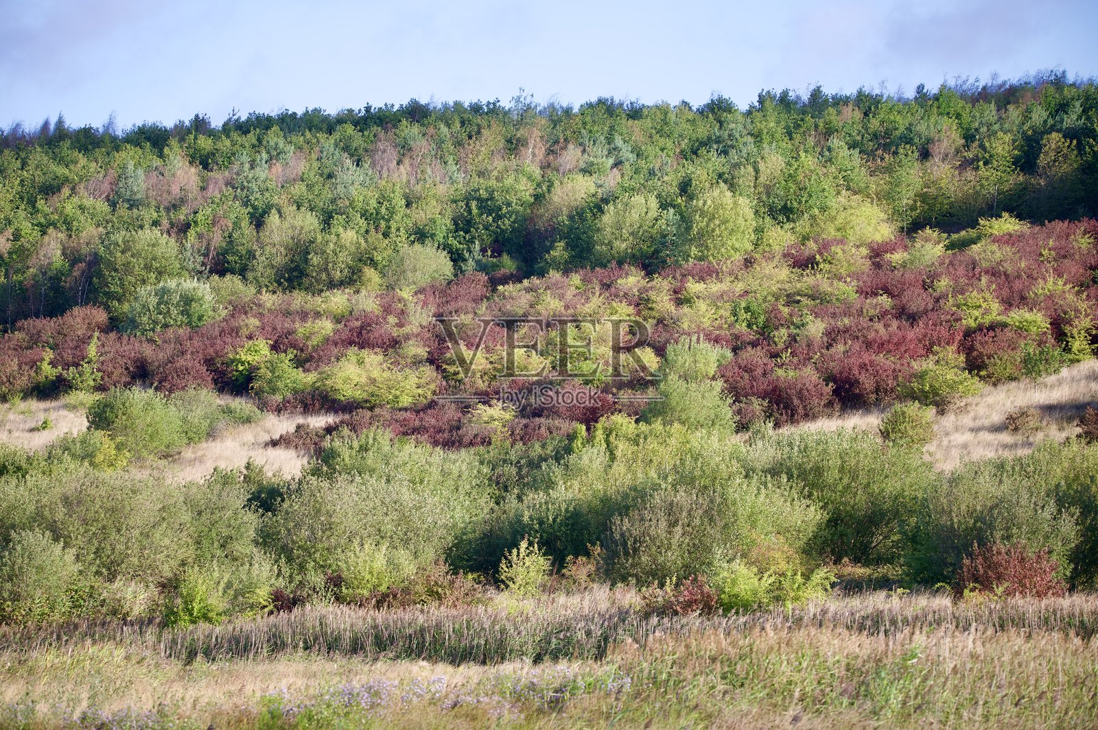 秋天的树木在山坡风景中照片摄影图片