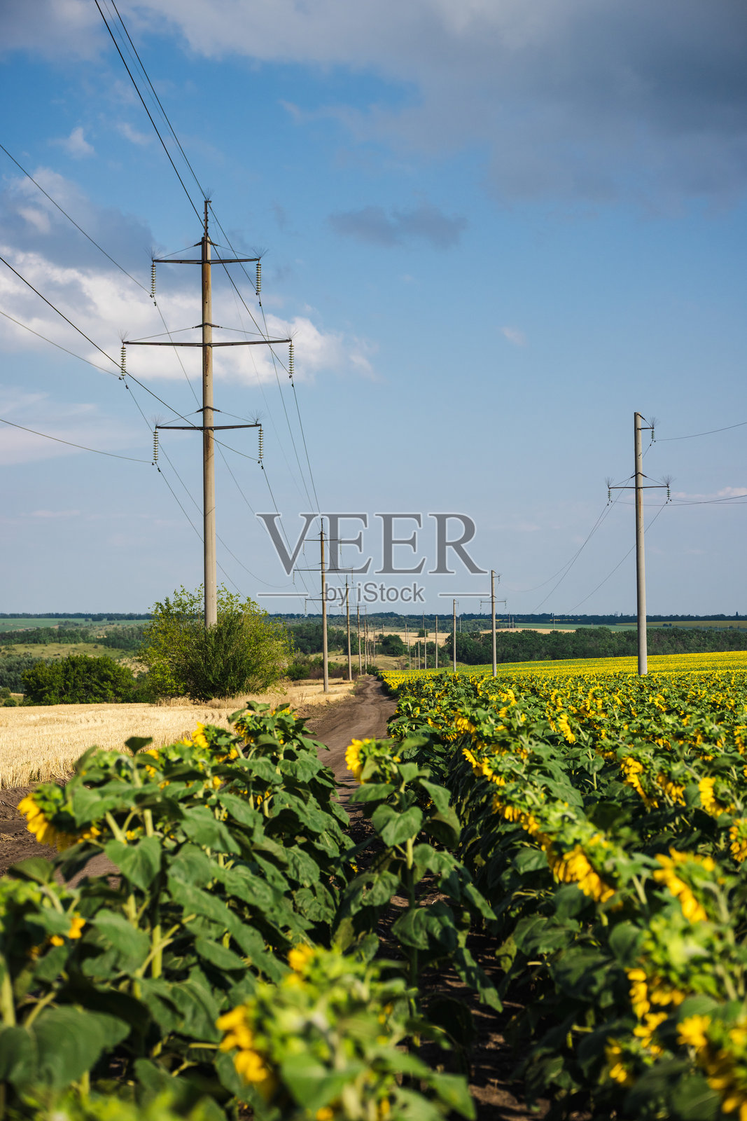 高压电力输电线路穿越乡村的向日葵田,象征着能源分配和基础设施照片摄影图片