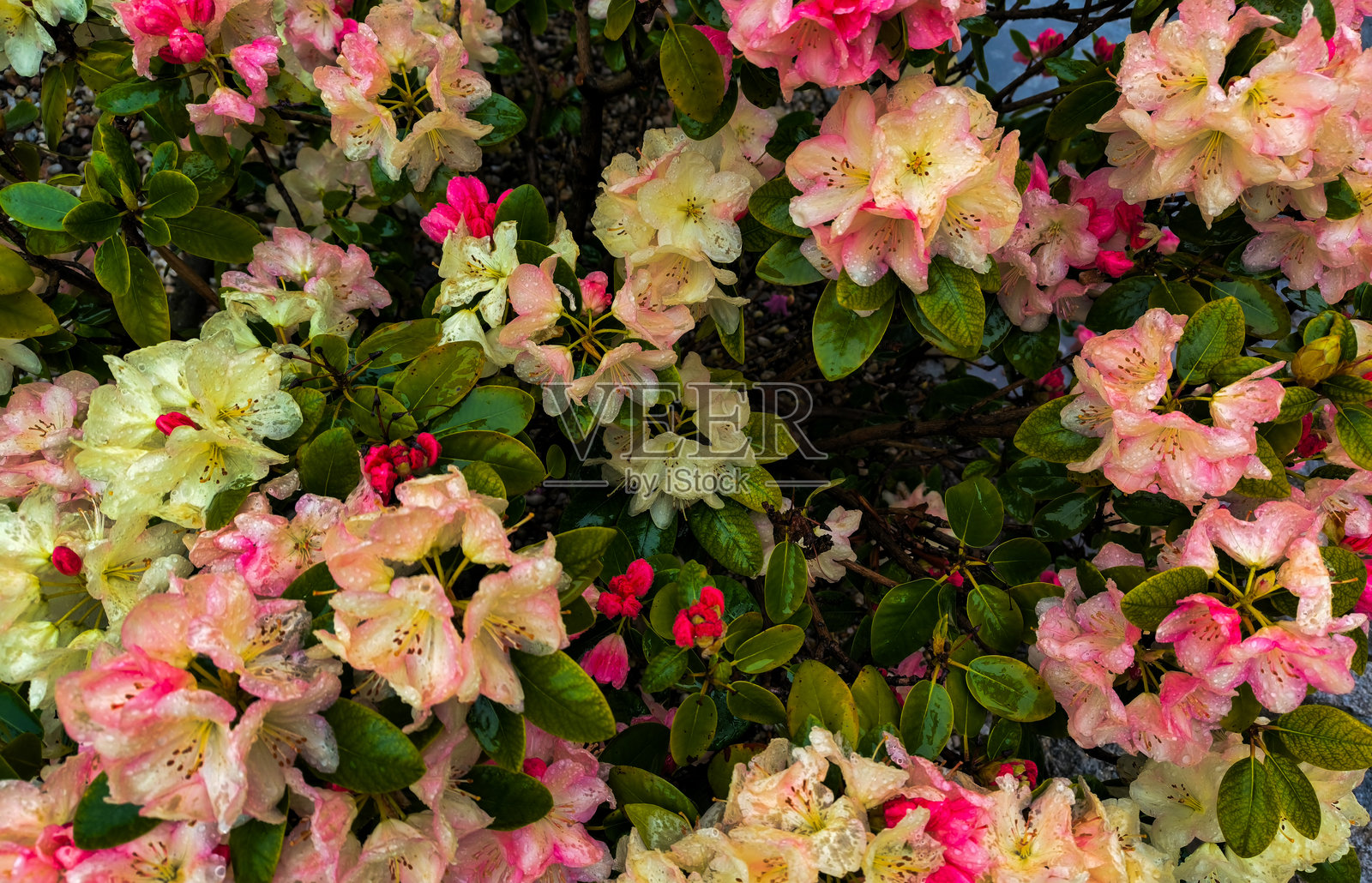 雨中的一种稀有杜鹃花。盛开的公园杜鹃花。照片摄影图片