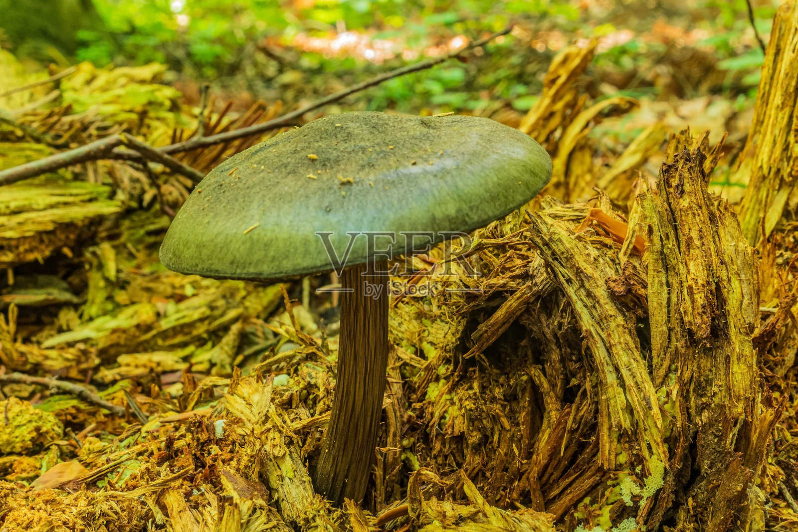 宏观摄影,动物,自然,欧洲,东欧,罗马尼亚照片摄影图片