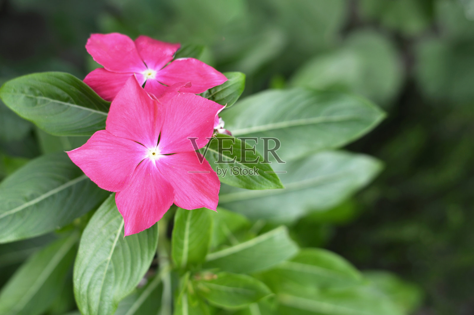 粉色长春花,俯视图照片摄影图片