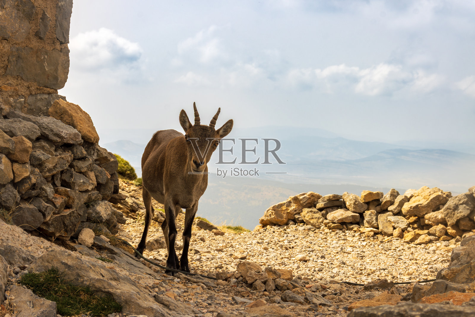 在西班牙佩尼亚戈洛萨山顶上的伊比利亚山羊照片摄影图片