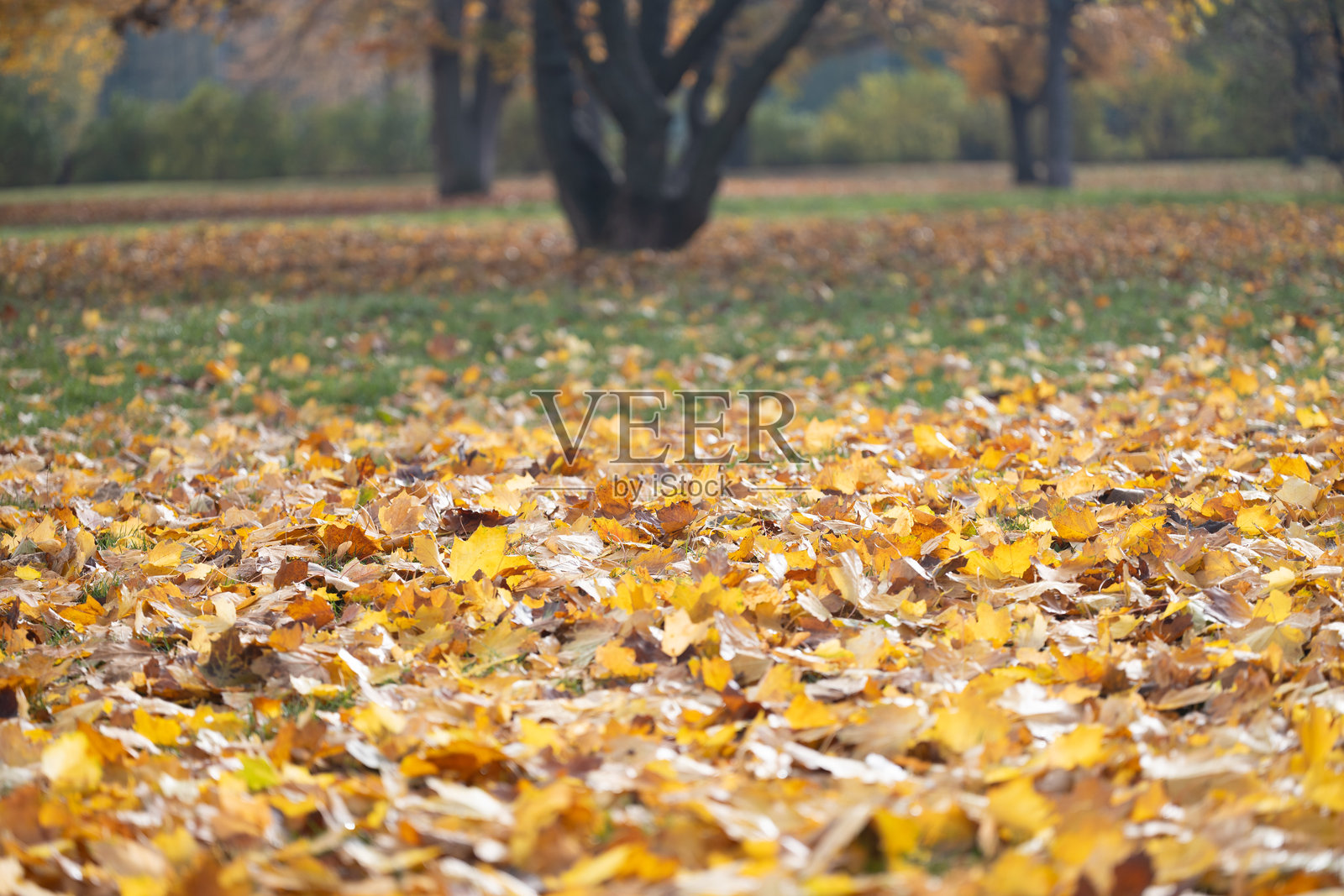 色彩斑斓的秋季风景,地面覆盖着五彩斑斓的落叶,展现出黄色、橙色和棕色的色调,背景中的树木营造出宁静的氛围。照片摄影图片