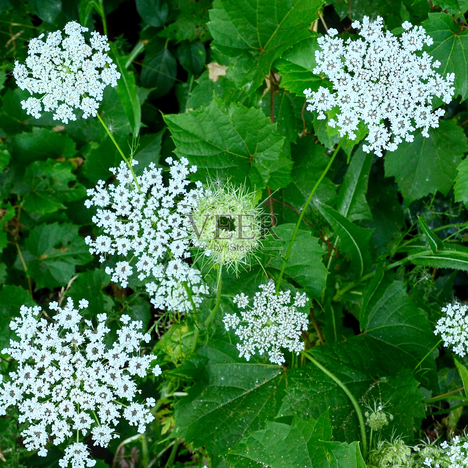 胡萝卜(安妮女王的蕾丝)照片摄影图片