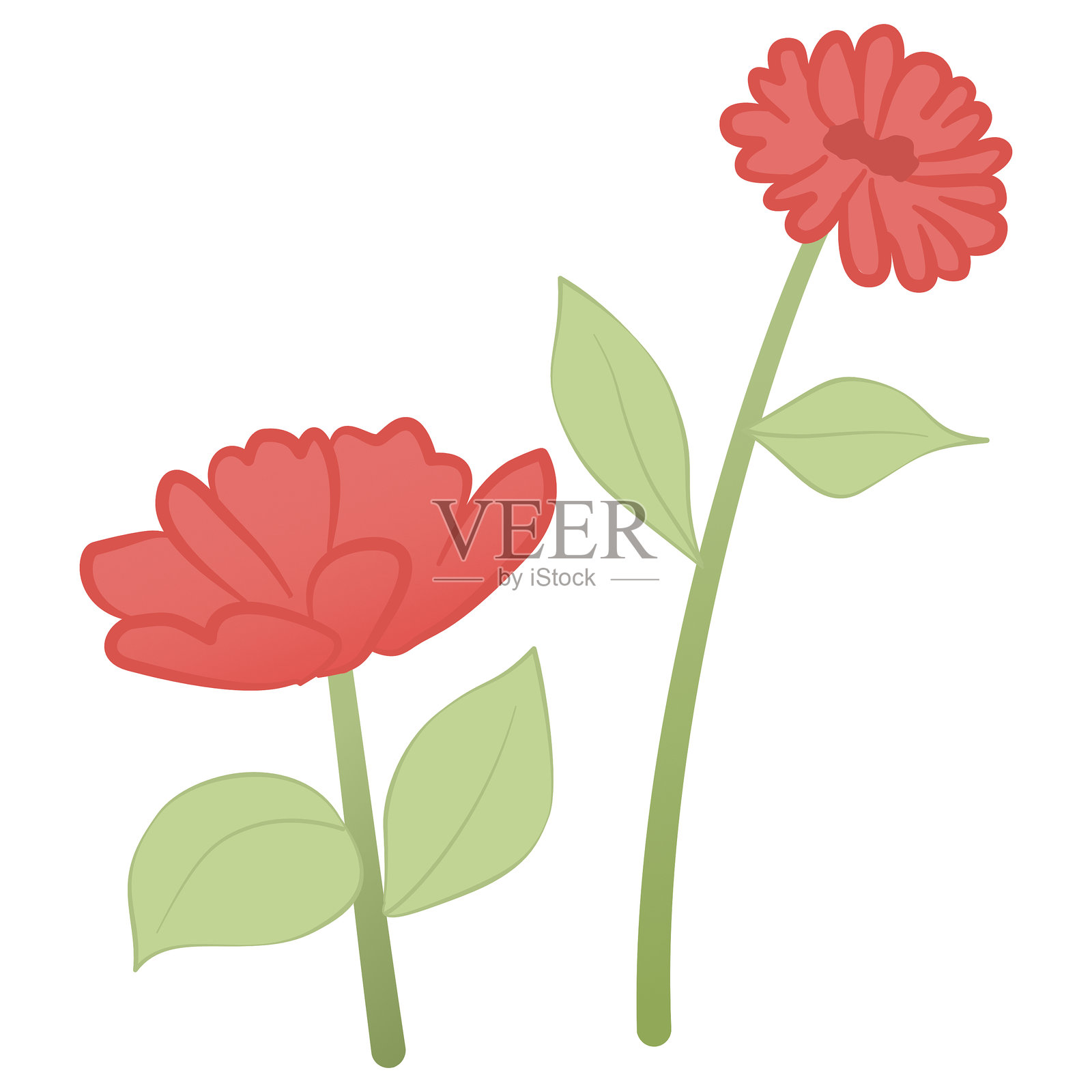 盛开的红花插画图片素材