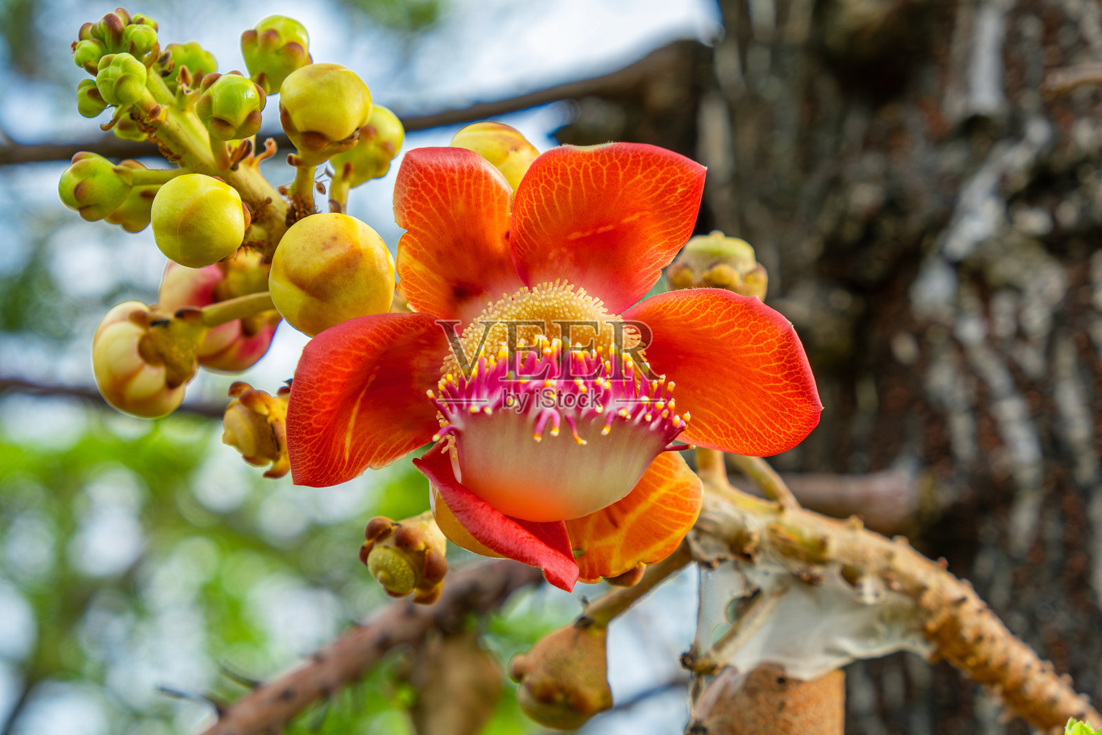 热带炮弹树花的特写,花瓣呈现鲜艳的红色、橙色、粉色和黄色的花蕊。库鲁皮塔·吉安恩西斯盛开。热带植物学,异国花卉,稀有花朵。照片摄影图片