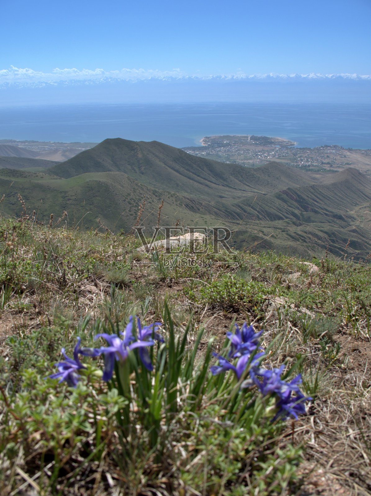 伊塞克湖的花卉景观照片摄影图片