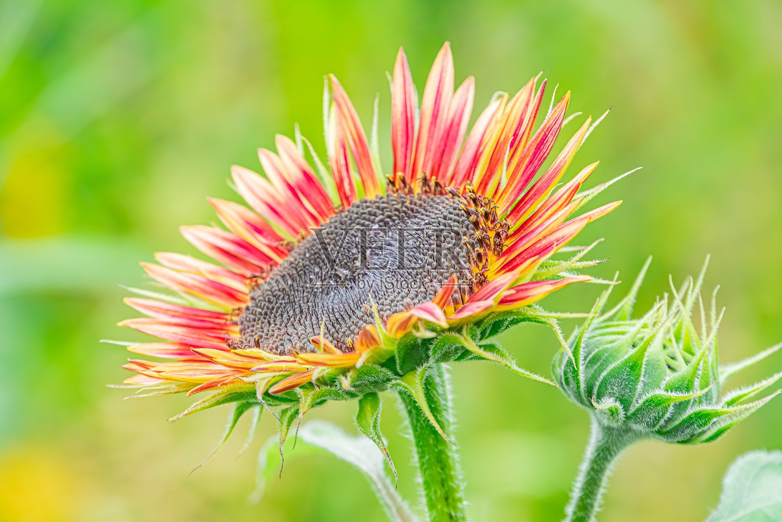 黄色向日葵在绿色茎杆前的特写,背景为自然户外环境,柔和的光线,低角度视角。照片摄影图片