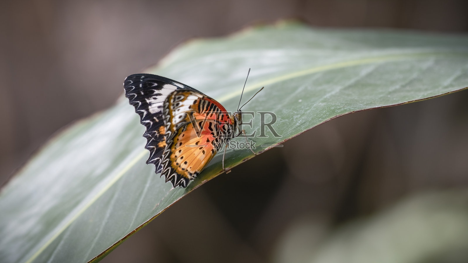 红色蕾丝翅蝴蝶停在叶子上照片摄影图片