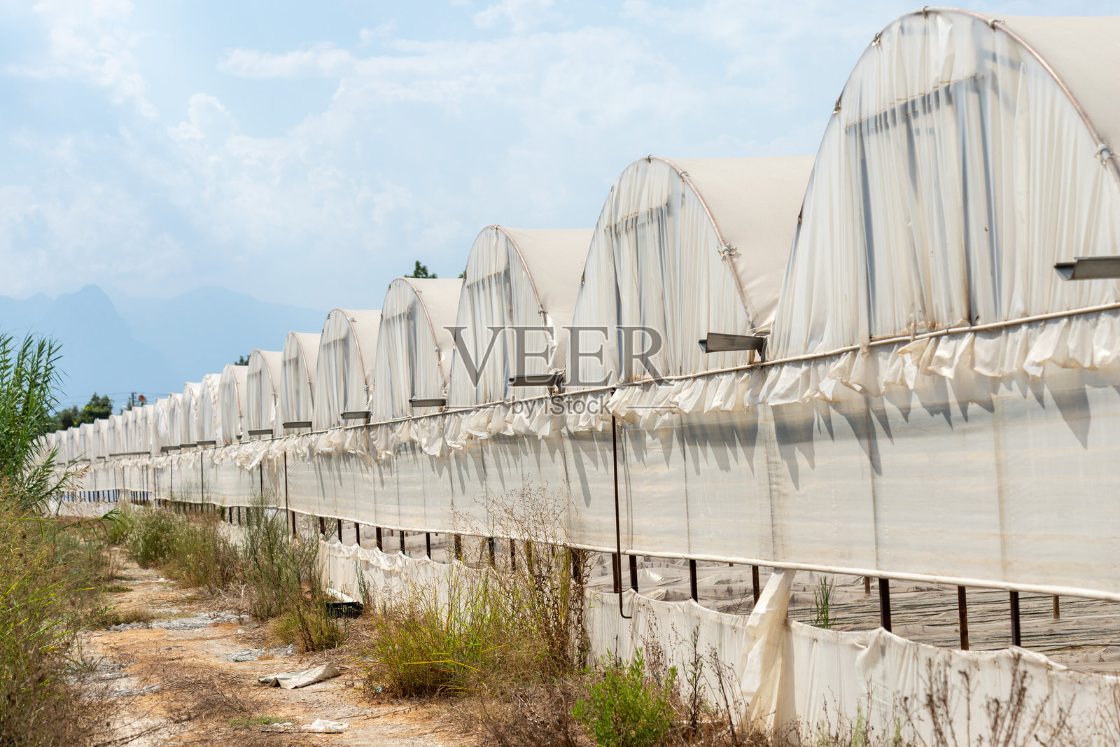 一排多个温室照片摄影图片