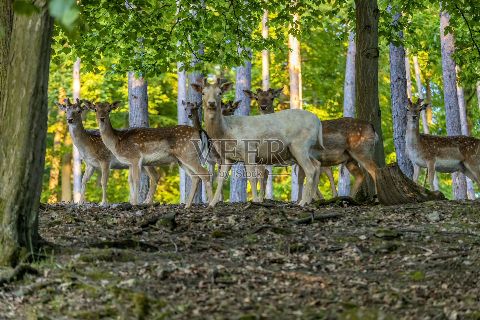 春天绿色森林中的野生鹿,鹿在森林公园的绿树间漫步。照片摄影图片