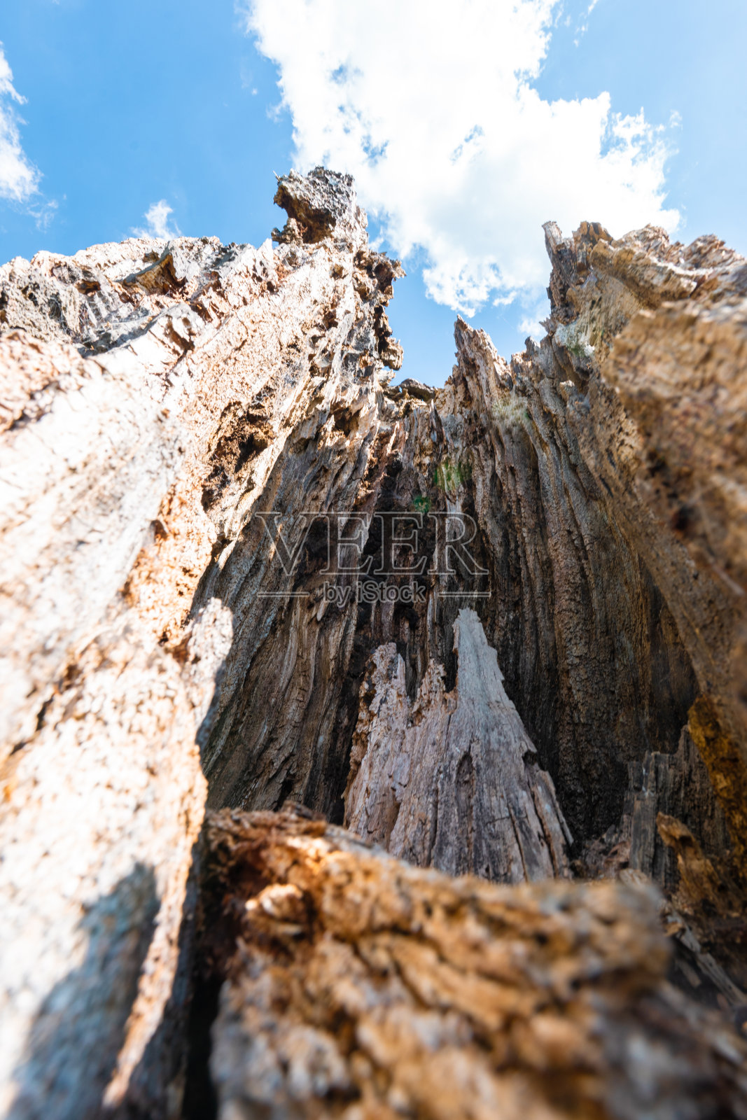 枯树干的风化木材伸向蓝天照片摄影图片