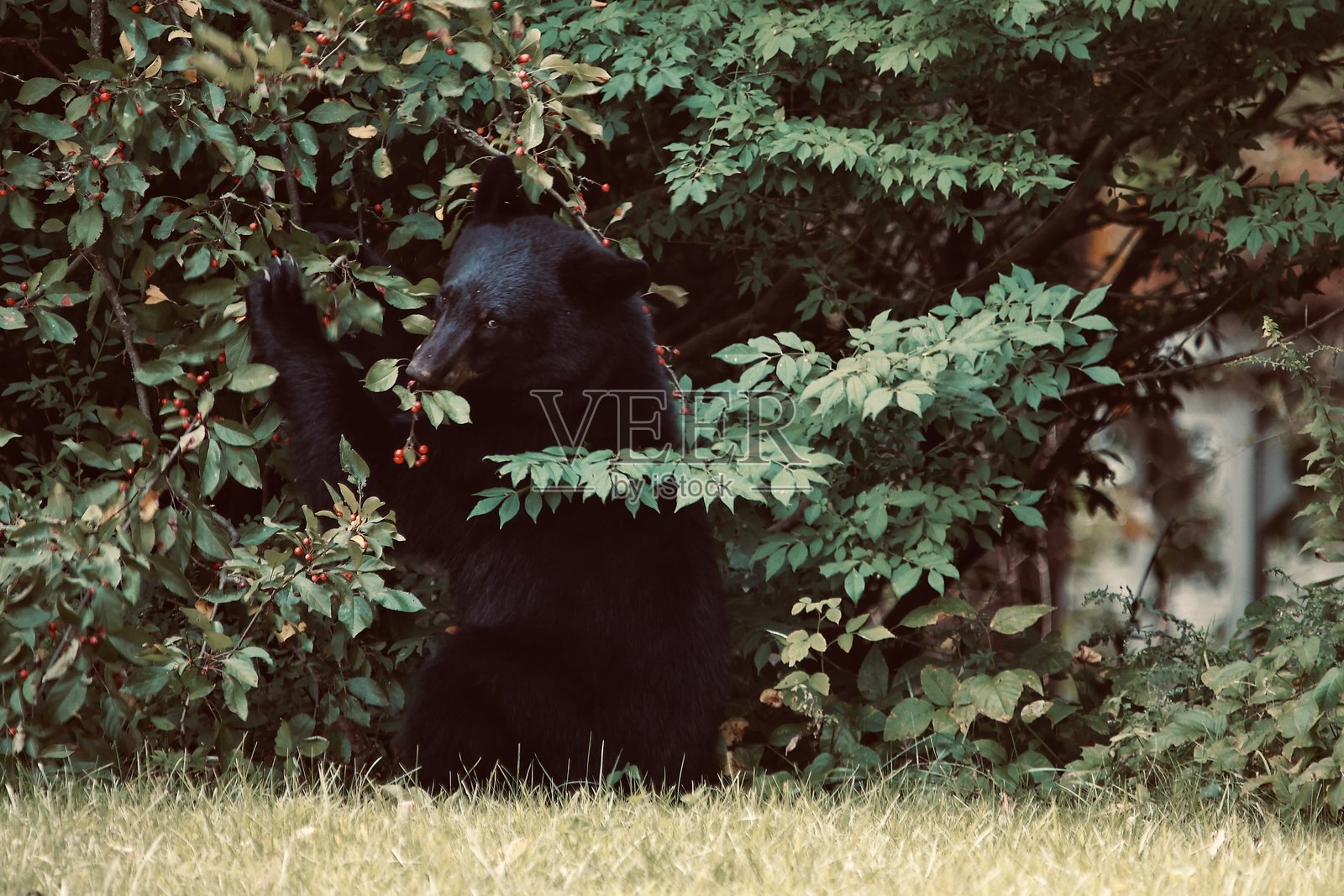 妈妈熊照片摄影图片