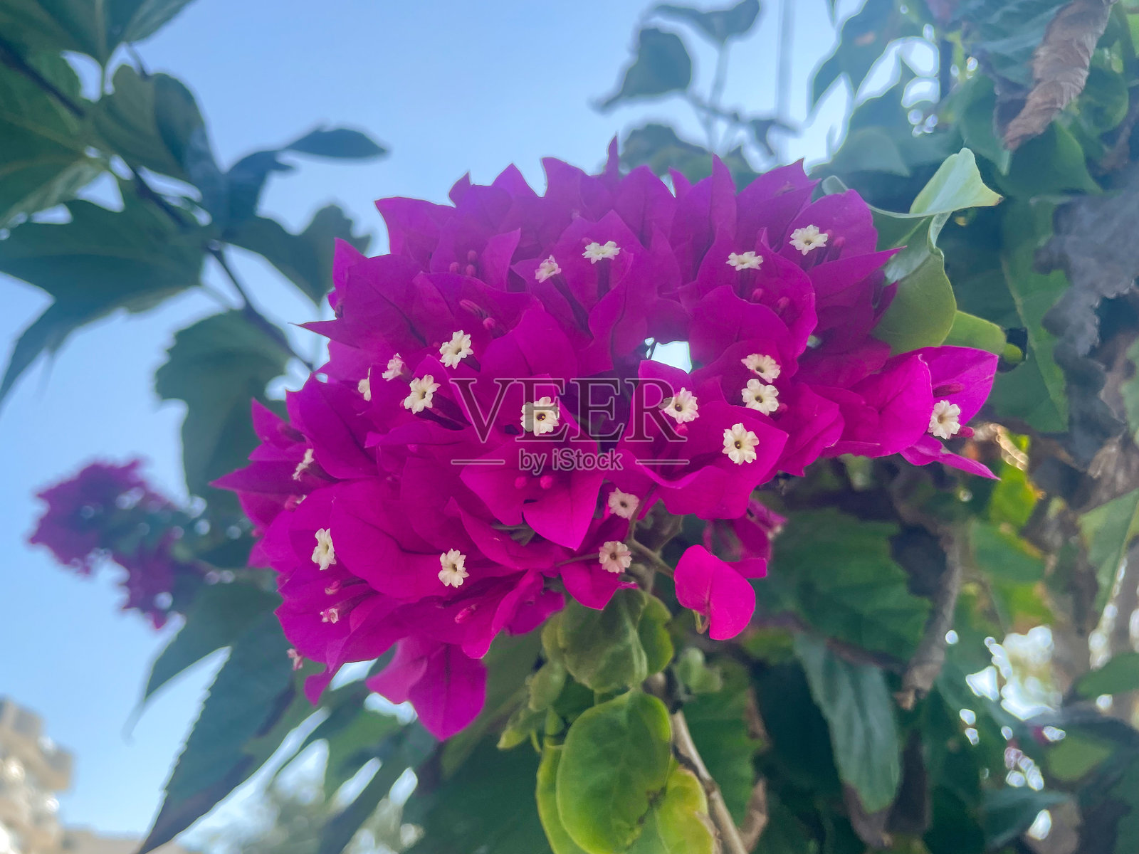 热带花园中盛开的鲜艳紫色九重葛花朵之美照片摄影图片